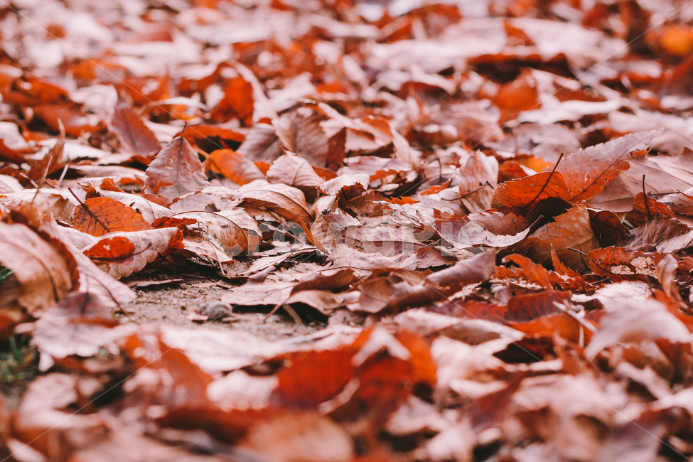 가을,낙엽,단풍,계절,감성,바닥,땅,외로움,쓸쓸함,길,가을,계절,fall,autumn,season,감성,sensible,feeling,leaf,잎,plant,식물,tree,나무,maple