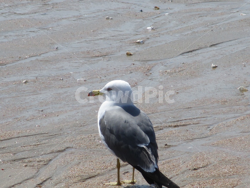 animal,동물,bird,새,seagull,동물,animal,조류,새,birds