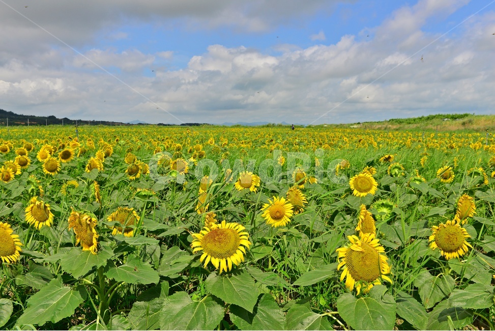 plant,식물,flower,blossom,꽃,sunflower,해바라기,날씨,구름,하늘,해남,마산,간천지,간척지해바라기밭,해바라기밭,마산해바라기밭
