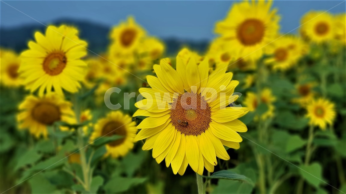 해바라기,꽃,식물,자연,아름다움,태양,sun,가을,여름,계절,plants,season,nature,summer,sunflower,여름,계절,summer,season,식물,자연,plants,nature,꽃,flower,plant,blossom