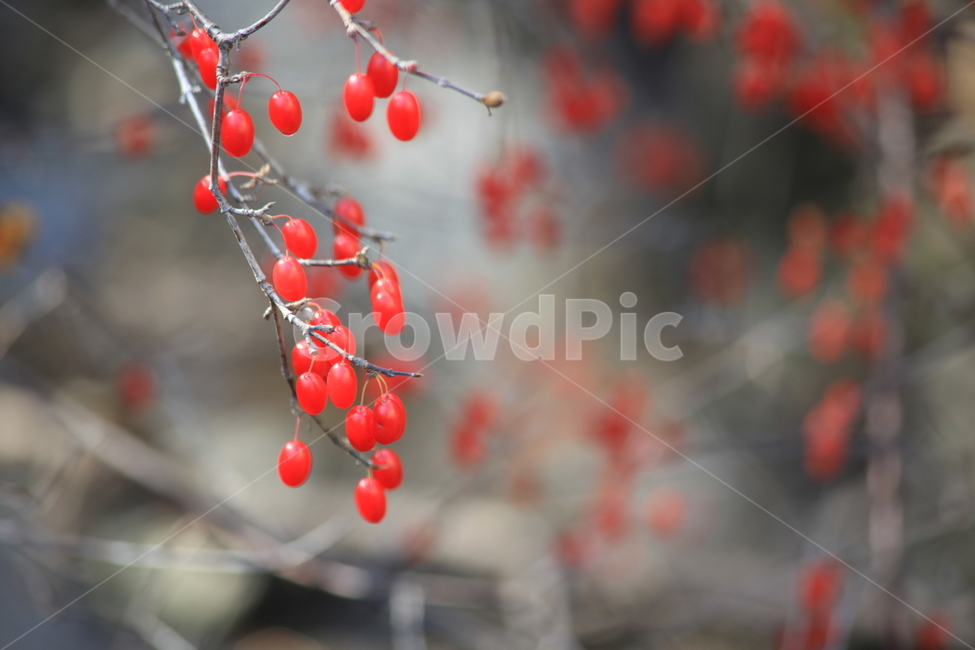 산수유,산수유나무열매,열매,가을열매,결실,식물,자연,plants,nature,과일,열매,fruit