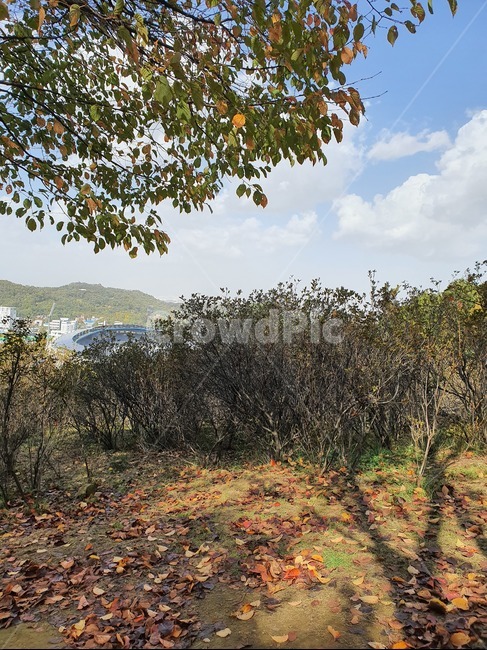 tree,자연,nature,가을,낙엽,풍경,경치,ground,plant,식물,자연,풍경,nature,landscape