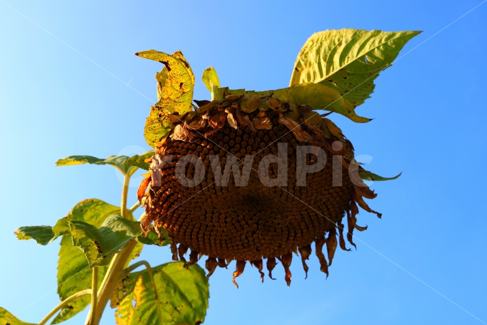 해바라기,sunflower,식물,씨,감성,하늘,blue,sky,나무,나뭇잎,잎,식물,자연,plants,nature,꽃,flower