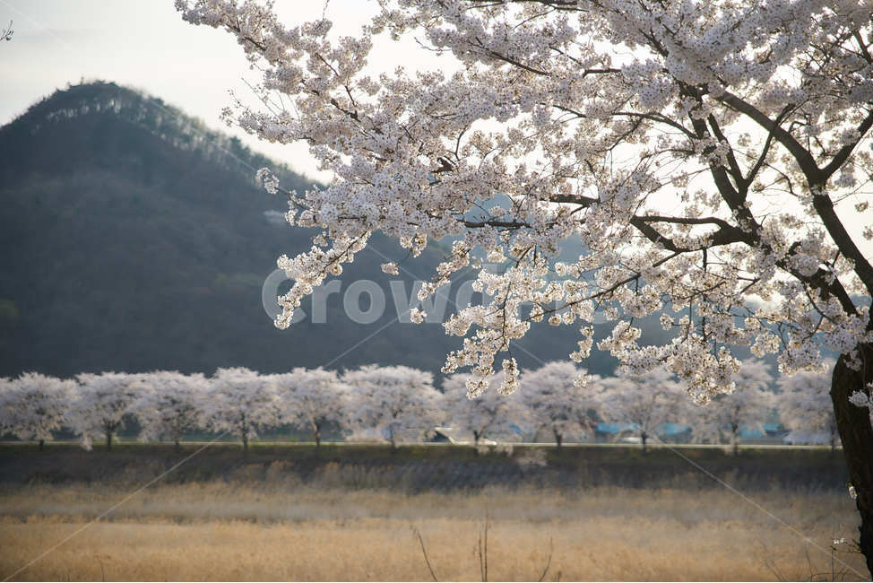 벗꽃,단양,벗꽃길,농촌,시골,고향,봄,봄,계절,spring,season,식물,자연,plants,nature,꽃,flower,나무,trees,wood,plant,blossom