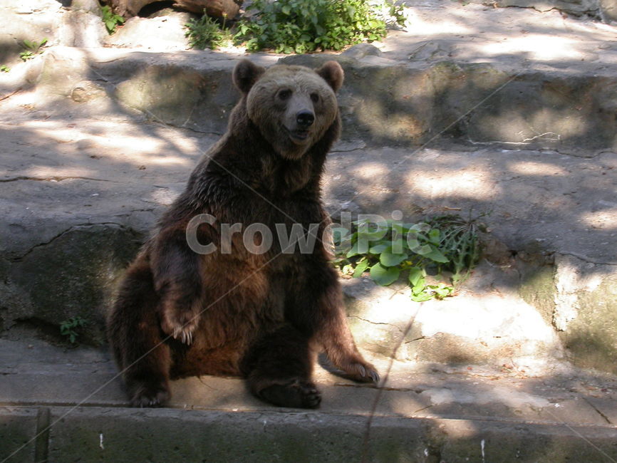 곰,포유류,서있는곰,곰한마리,갈색,브라운,동물,동물,animal,포유류,mammal