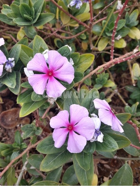 꽃,봄꽃,식물,flower,봄,spring