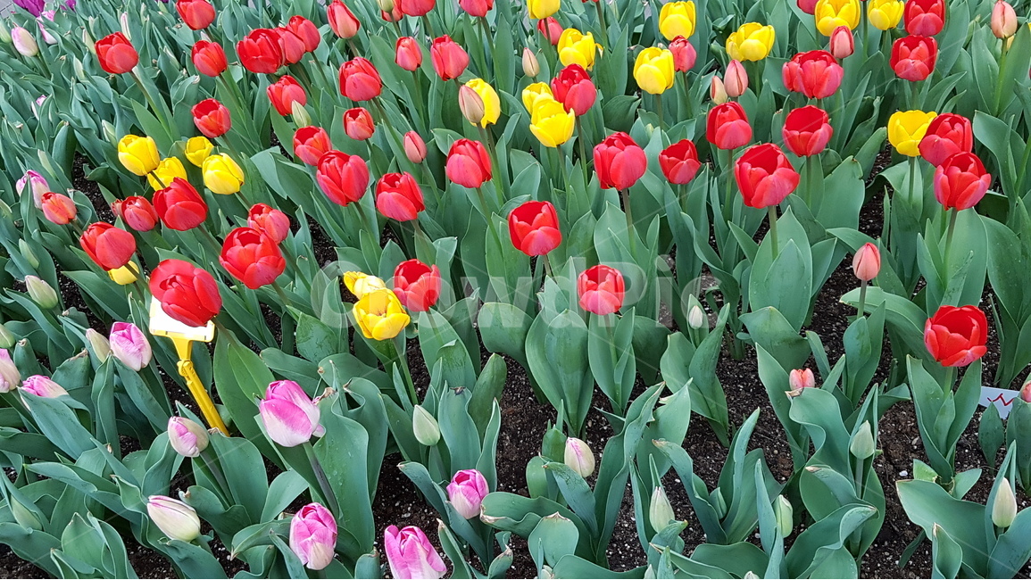 튤립,화단,축제,계절,봄,봄꽃,5월,봄,계절,spring,season,식물,자연,plants,nature,꽃,flower,plant,blossom