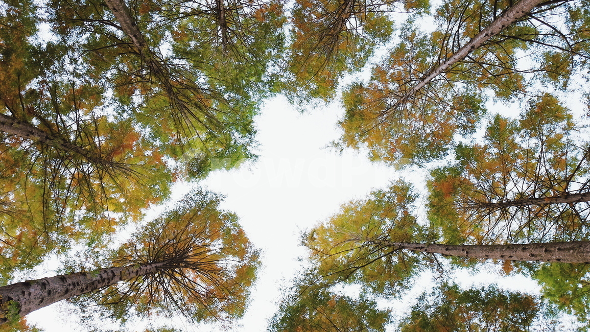 나무,자연,풍경,숲,가을,가을,계절,fall,autumn,season,tree,plant,식물,vegetation,초목,tree trunk,나무 줄기