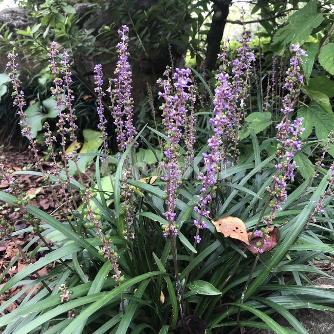 식물,꽃,보라꽃,잎,나뭇가지,나뭇잎,plant,flower,leaf,branch