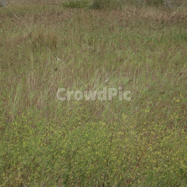 자연,식물,초록,갈색,nature,plants,shokubutsu,green,midori,brown,chairo,식물,자연,plants,nature