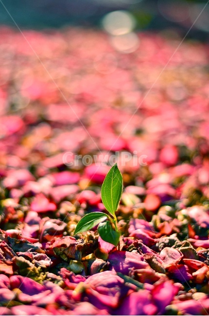 봄,새싹,식물,꽃,동백,동백꽃,꽃잎,자연,봄,계절,spring,season,식물,자연,plants,nature,색깔,색상,색채,색감,color sense,color sensitivity,feeling of color,leaf,잎,plant