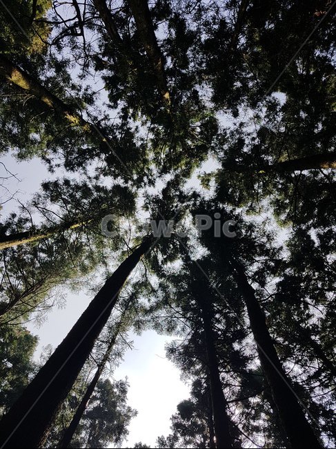 하늘,숲,나무,평화로운,sky,forest,tree,peaceful