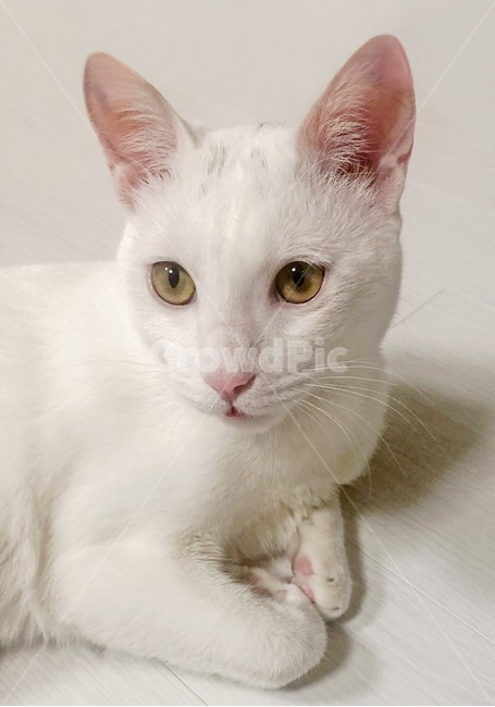 흰고양이,하얀색고양이,고양이,이쁜고양이,한국고양이