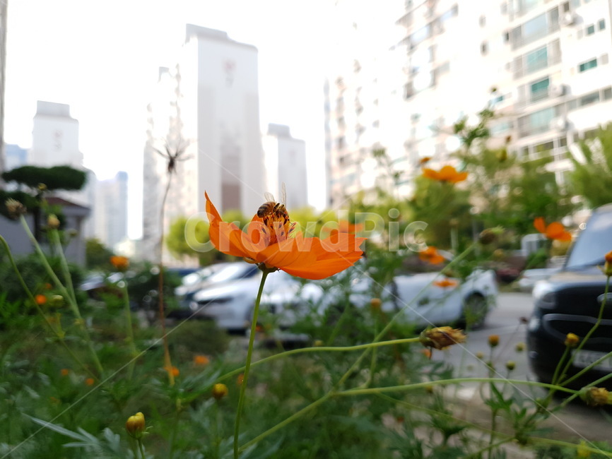 꽃,flower,가을,코스모스,황화코스모스,벌,식물,자연,plants,nature,꽃,flower,곤충,벌레,insect,bug