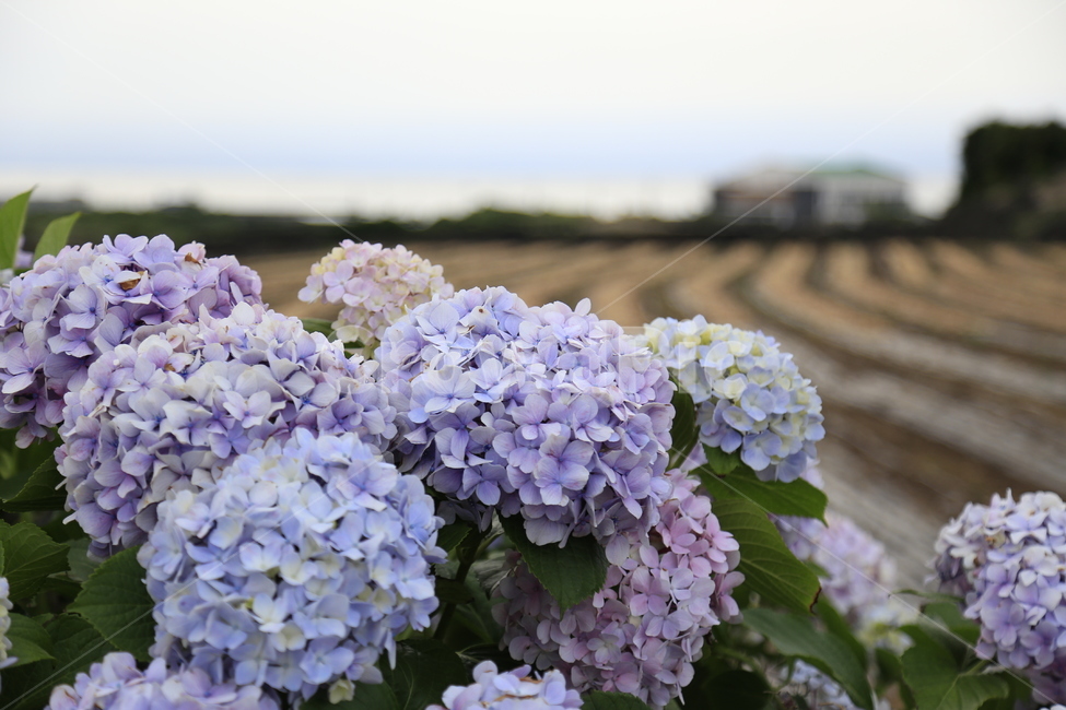 수국,꽃,보라,식물,flower,식물,자연,plants,nature,꽃,flower