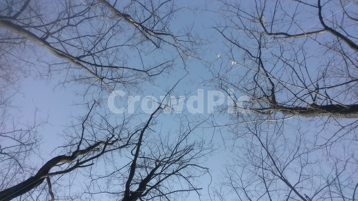 나무,하늘,겨울,나뭇가지,숲,식물,자연,plants,nature,나무,trees,wood