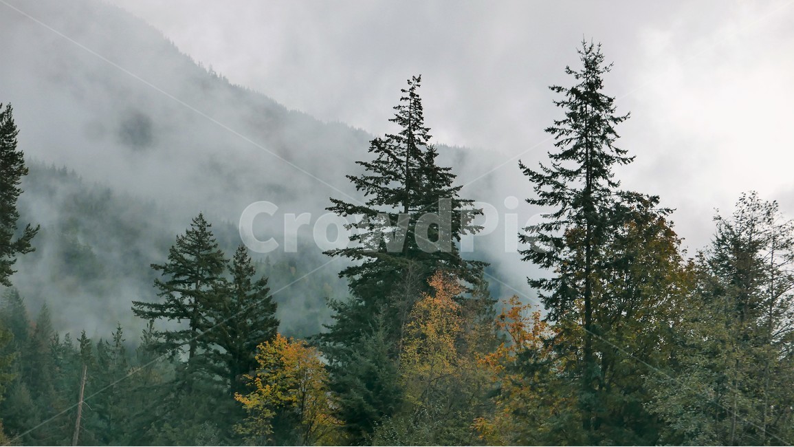 산허리,소나무,안개,신비,대자연,자연,풍경,nature,landscape,해외,외국,세계,foreign,oversea,world,세계자연풍경,해외자연풍경,외국자연풍경,world nature landscape,tree,나무,plant,식물,fir,전나무,abies,아비,conifer,구과 식물