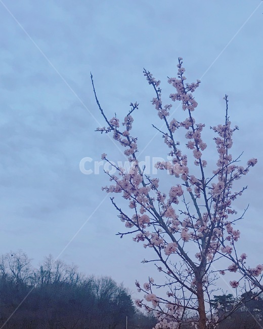 벚꽃,봄,풍경,landscape,spring,꽃,봄,계절,spring,season,식물,자연,plants,nature,꽃,flower,plant,blossom