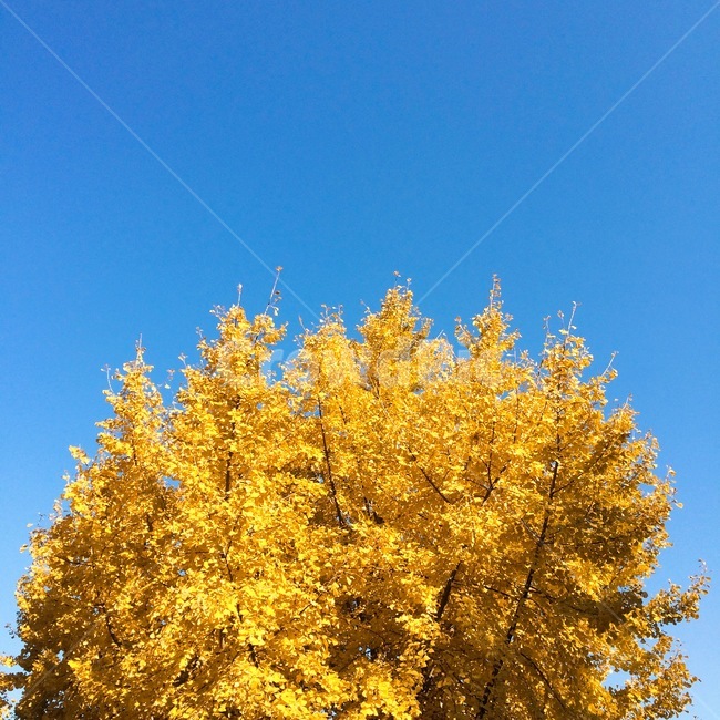 가을,하늘,나무,자연,autumn,fall,sky,tree,nature,은행나무