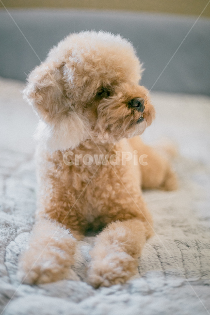 강아지,푸들,소프트이미지,엎드린강아지,강아지옆모습,동물,animal,포유류,mammal,개,강아지,dog,doggy
