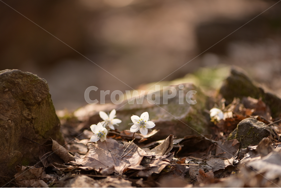 안산,수리산,꽃,변산바람꽃,식물,flower