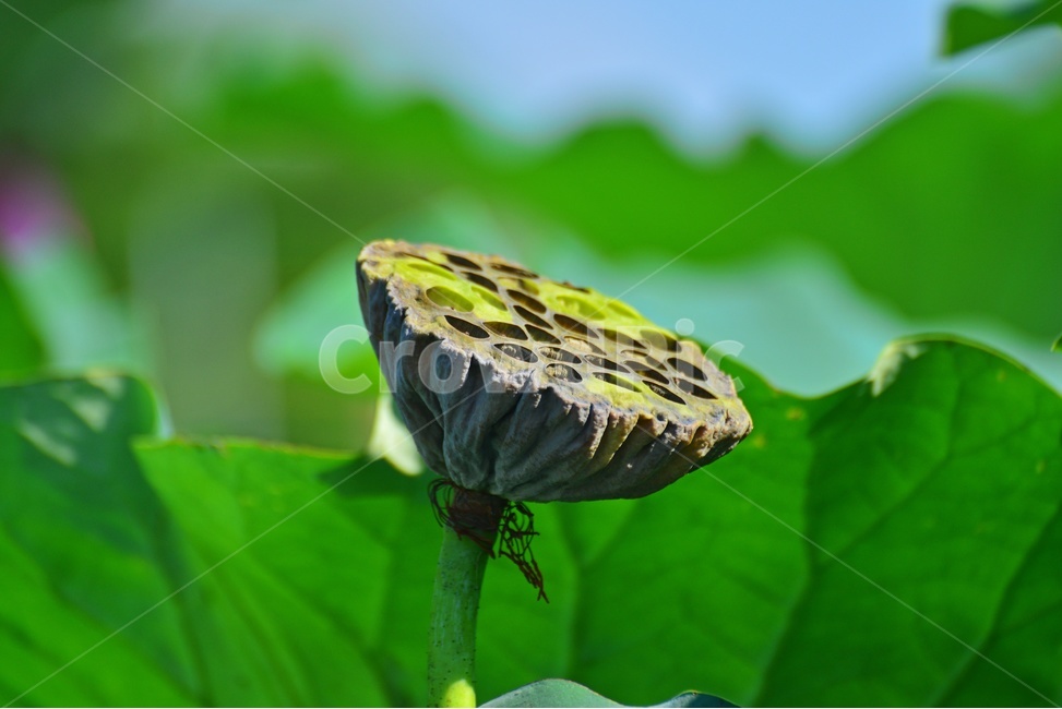 flower,plant,식물,blossom,꽃,연,연씨,연자,연밥,연잎,식물,자연,plants,nature