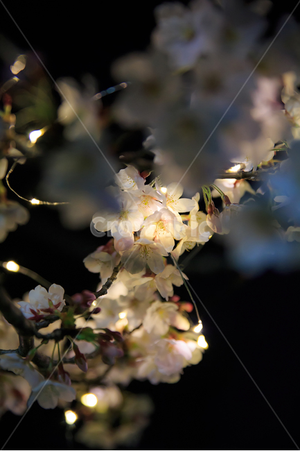 야간,벚꽃,야간번꽃,led벚꽃,벚꽃사진,야경벚꽃,봄,계절,spring,season,야경,밤,풍경,nightscape,night,landscape,식물,자연,plants,nature,꽃,flower,plant,blossom
