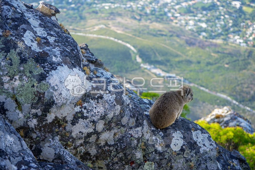 바위너구리,야생동물,동물,테이블마운틴,dassie,animal,tablemountain,절벽,africa,케이프타운,capetown,nature,바위,아프리카,자연