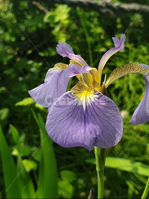 붓꽃,창포꽃,창포,아이리스,꽃,식물,보라색꽃,연보라,연보라색붓꽃,자연,한국꽃,iris,flower,plant