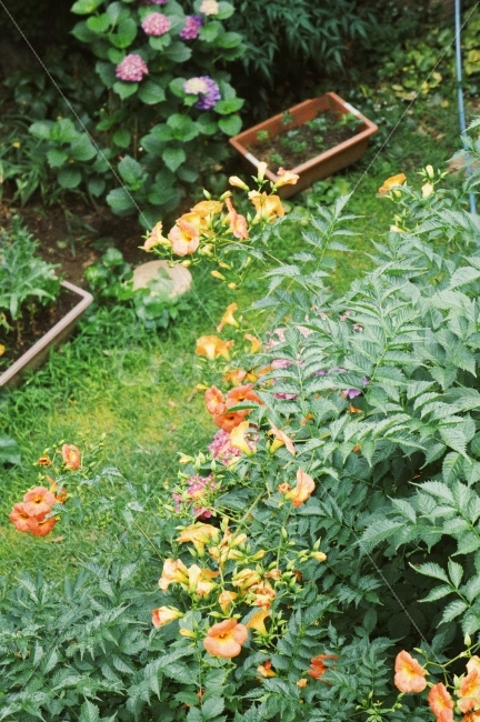 능소화,정원,꽃,초록,자연,풍경,꽃밭,식물,감성,감성사진,nature,garden,flowers,landscape,식물,자연,plants,nature,꽃,flower,감성,sensible,feeling