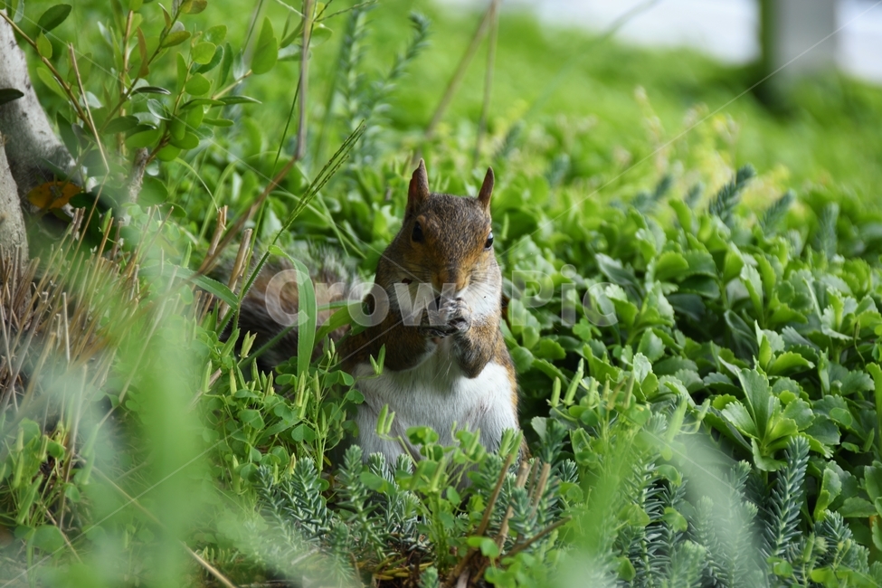 다람쥐,squirrel,동물,식물,도토리,귀여운,acorn,nature,미국,애틀란타,조지아,america,georgia,atlanta,georgiainstituteoftechnology,조지아텍,gatech,모험,adventure,동물,animal,포유류,mammal