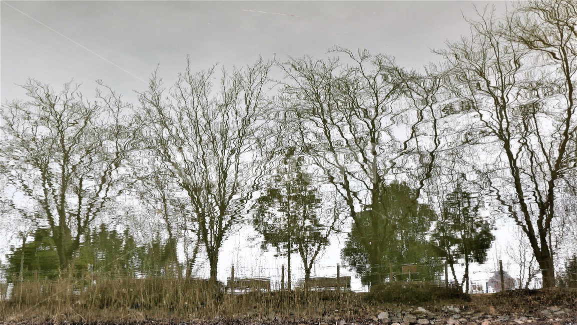 호수,투영,반사,반전,정경,식물,자연,plants,nature,나무,trees,wood