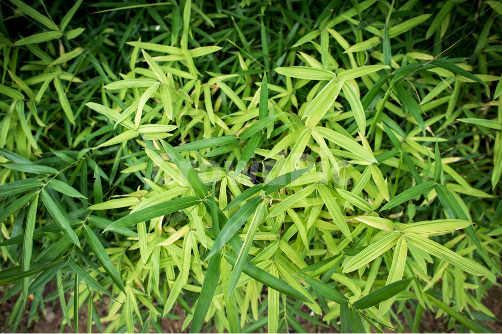 풀숲,풀,봄,푸르름,녹색,푸름,숲,덤풀,봄,계절,spring,season,식물,자연,plants,nature,plant,leaf,잎,grass,잔디