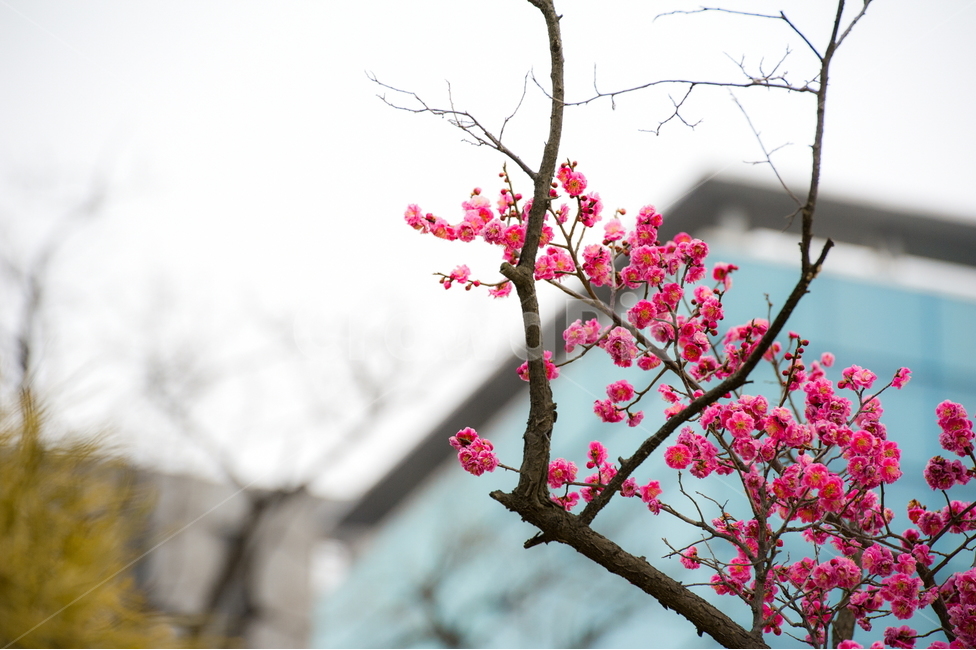 홍매화,봄,꽃,화목,회춘,매화,봄,계절,spring,season,식물,자연,plants,nature,꽃,flower,plant