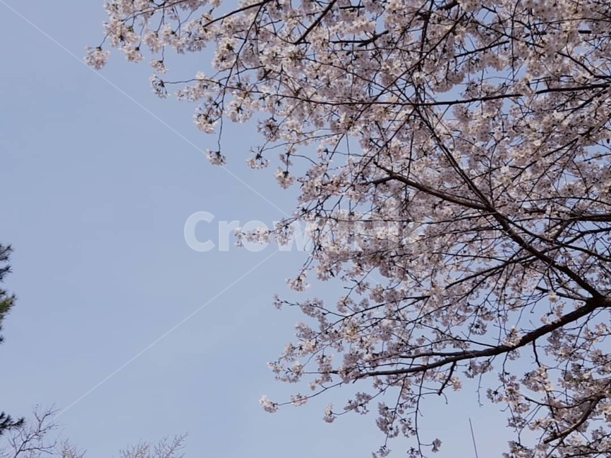 벛꽃,벛꽃풍경,4월,따듯한날,공원,공원풍경,sakura
