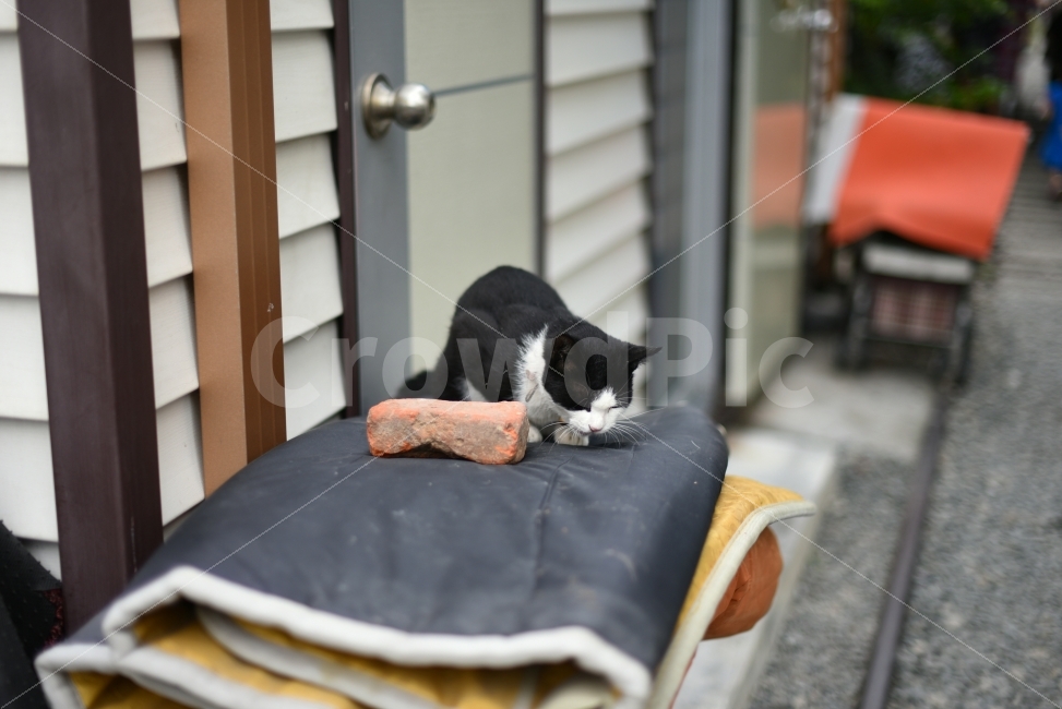 군산,철길마을,길고양이,고양이,감성,스냅,동물,animal,포유류,mammal,고양이,cat,kitten,kitty