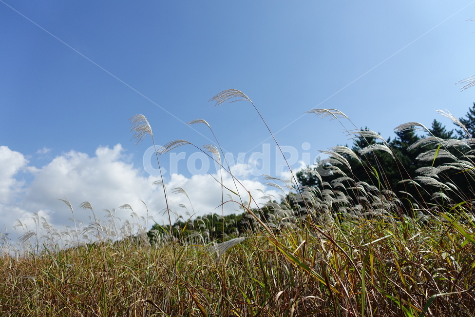 갈대숲,파란하늘,가을풍경,갈대밭,자연,가을,계절,fall,autumn,season,자연,풍경,nature,landscape,plant,식물,grass,잔디,lawn,reed,갈대
