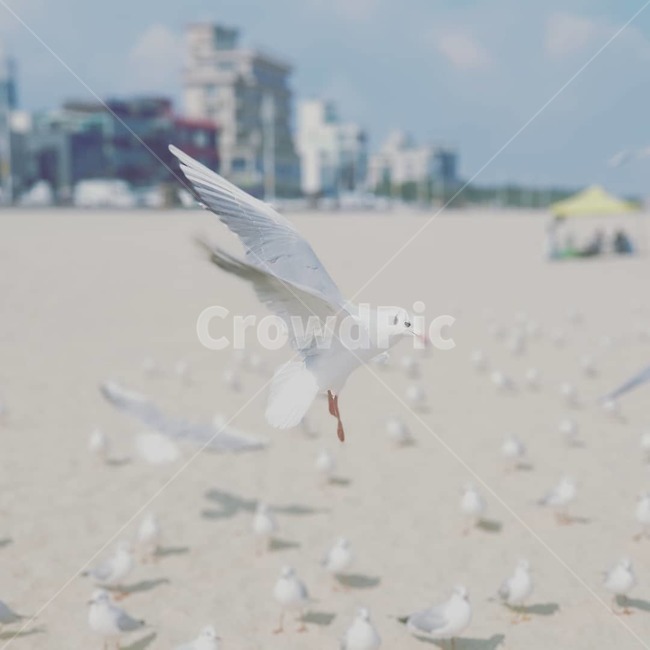 바다,갈매기,겨울바다,백사장,하늘,동물,animal,조류,새,birds