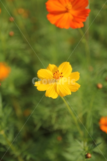 꽃,마지막,꽃잎,노랑,자연,가을,계절,fall,autumn,season,식물,자연,plants,nature,꽃,flower,plant,blossom,geranium,제라늄