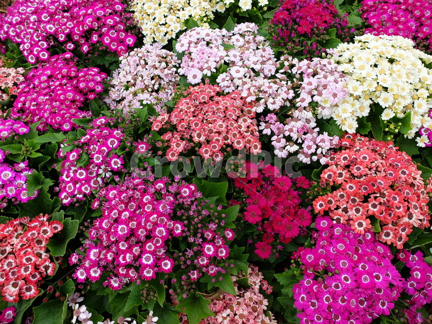 꽃,식물,정원,가드닝,화초,식물,자연,plants,nature,꽃,flower