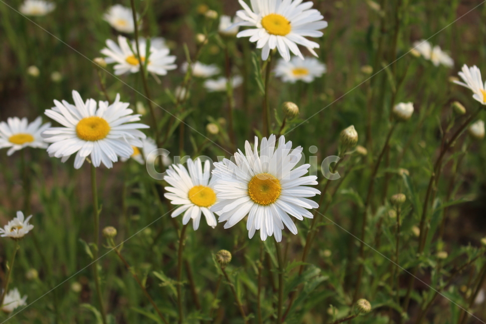 꽃,flower,흰색꽃,꽃밭,자연,풀,식물,자연,plants,nature,꽃,flower