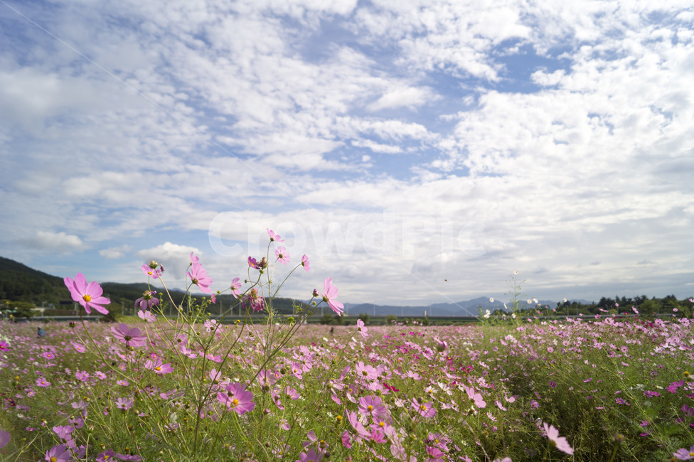 하중도,하늘,꽃,코스모스,꽃밭,자연,풍경,nature,landscape,grassland,목초지,outdoors,옥외,field,들