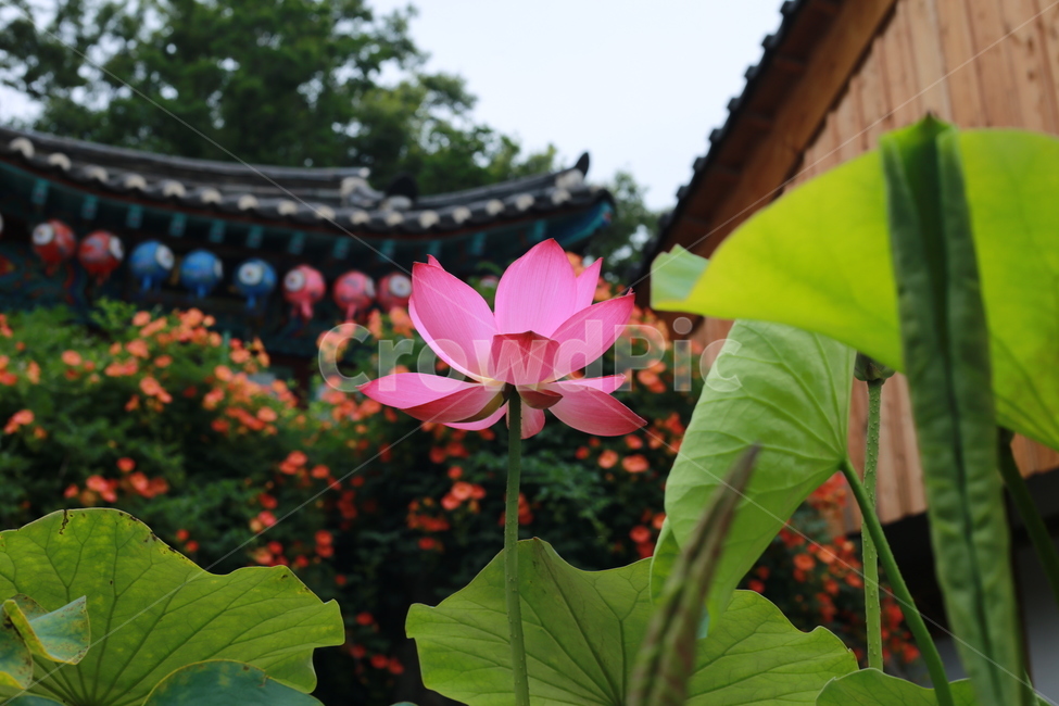 꽃,연꽃,식물,flower,plant,연꽃잎,lotus