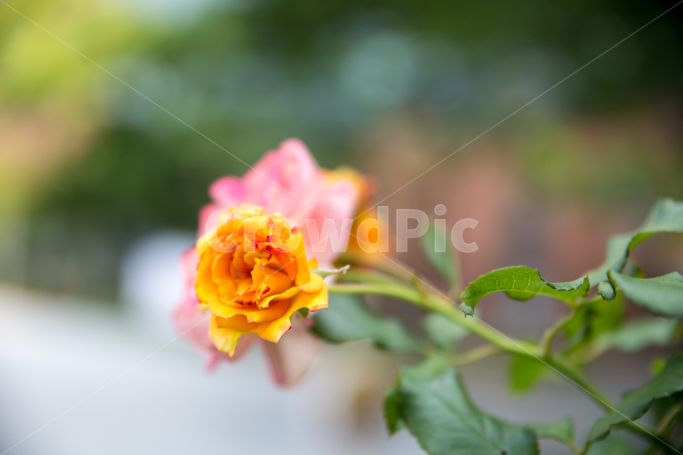 여름장미,장미,장미꽃,꽃,장미배경,꽃배경,배경,식물,자연,plants,nature,꽃,flower