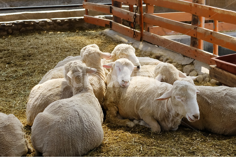 양,휴식시간,동물,자연,sheep,동물,animal,포유류,mammal,산업,industry,industrial,목축업,목장,livestock farming,ranching,pasture