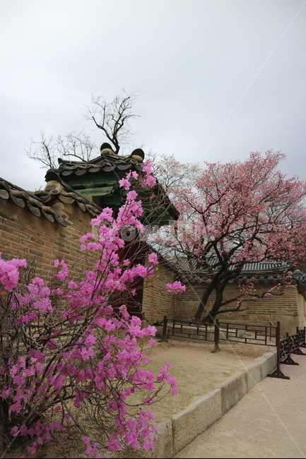 창덕궁,봄,산책,꽃,궁궐,서울,전통,풍경,봄,계절,spring,season,한국전통,한국문화,korean traditional,korean culture,랜드마크,landmark,tourist attraction,한국랜드마크,한국관광지,한국명소,korea landmark,korea tourist attraction,plant,식물