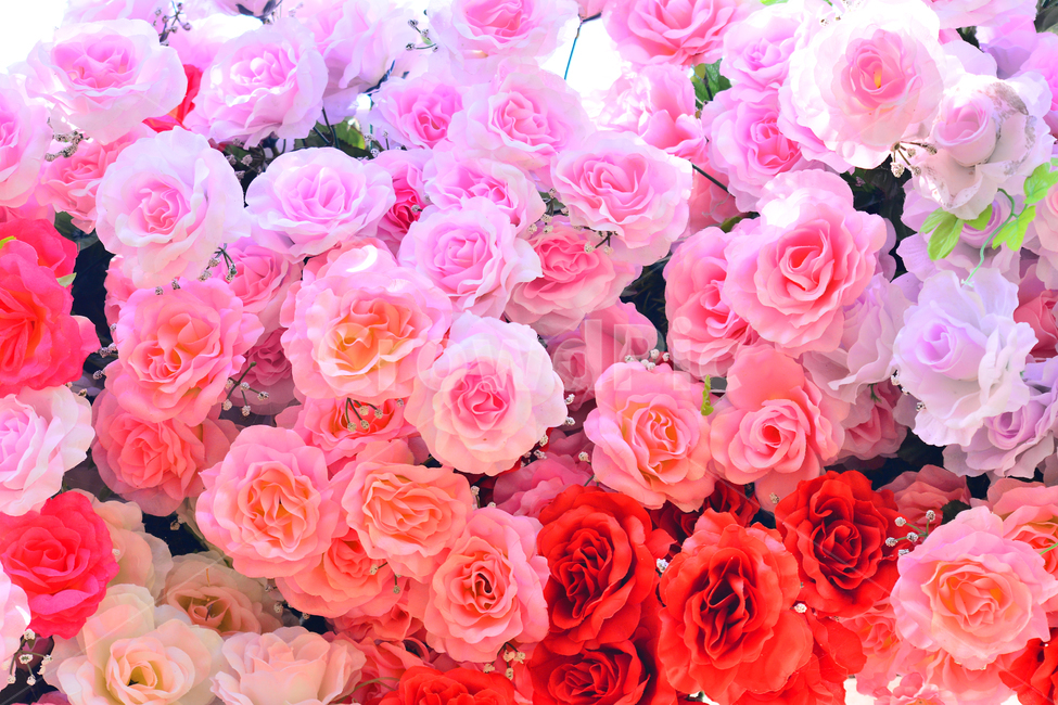 장미꽃,로즈,꽃,조화,핑크색,분홍색,아름다운,화려한,배경,바탕,백그라운드,roses,flowers,background,pink,꽃송이,red,빨강색,빨간장미,장식,데코레이션,디스플레이,display,decoration,colorful,칼라풀,다양한,형형색색,수많은,식물,자연,plants,nature,꽃,flower