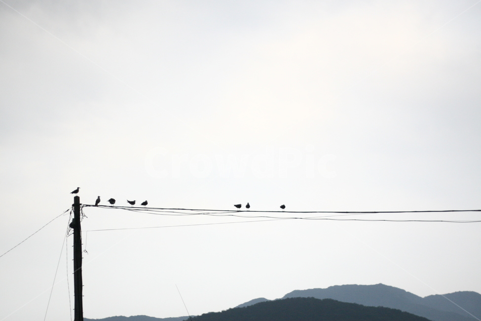 하늘,풍경,새,bird,동물,animal,전선,동물,animal,조류,새,birds