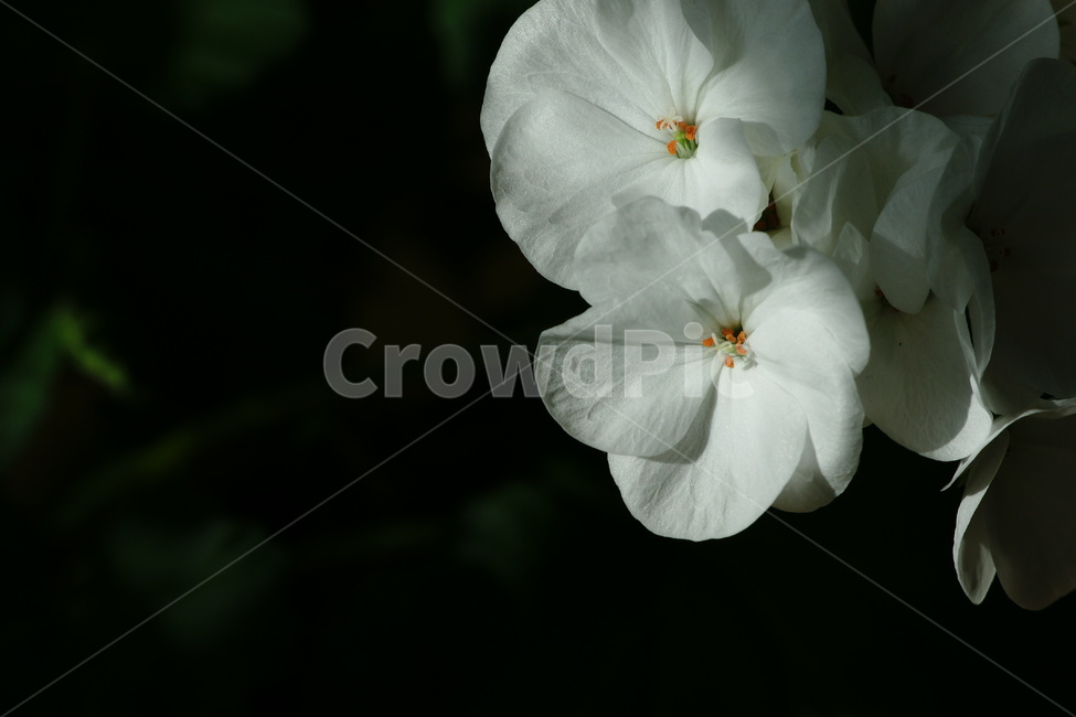 제라늄,꽃,흰색,흰꽃,식물,식물,자연,plants,nature,꽃,flower