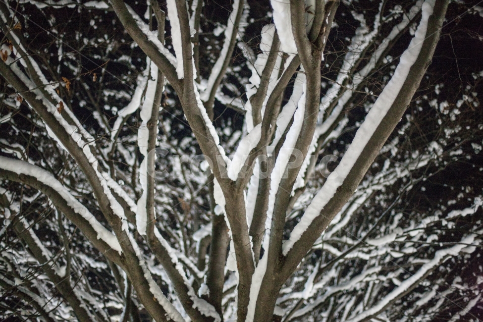 나무,겨울,눈,야경,tree,snow,nightview,winter,겨울,계절,winter,season,식물,자연,plants,nature,나무,trees,wood